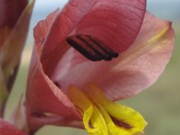 Gladiolus woodii remarkable anthers